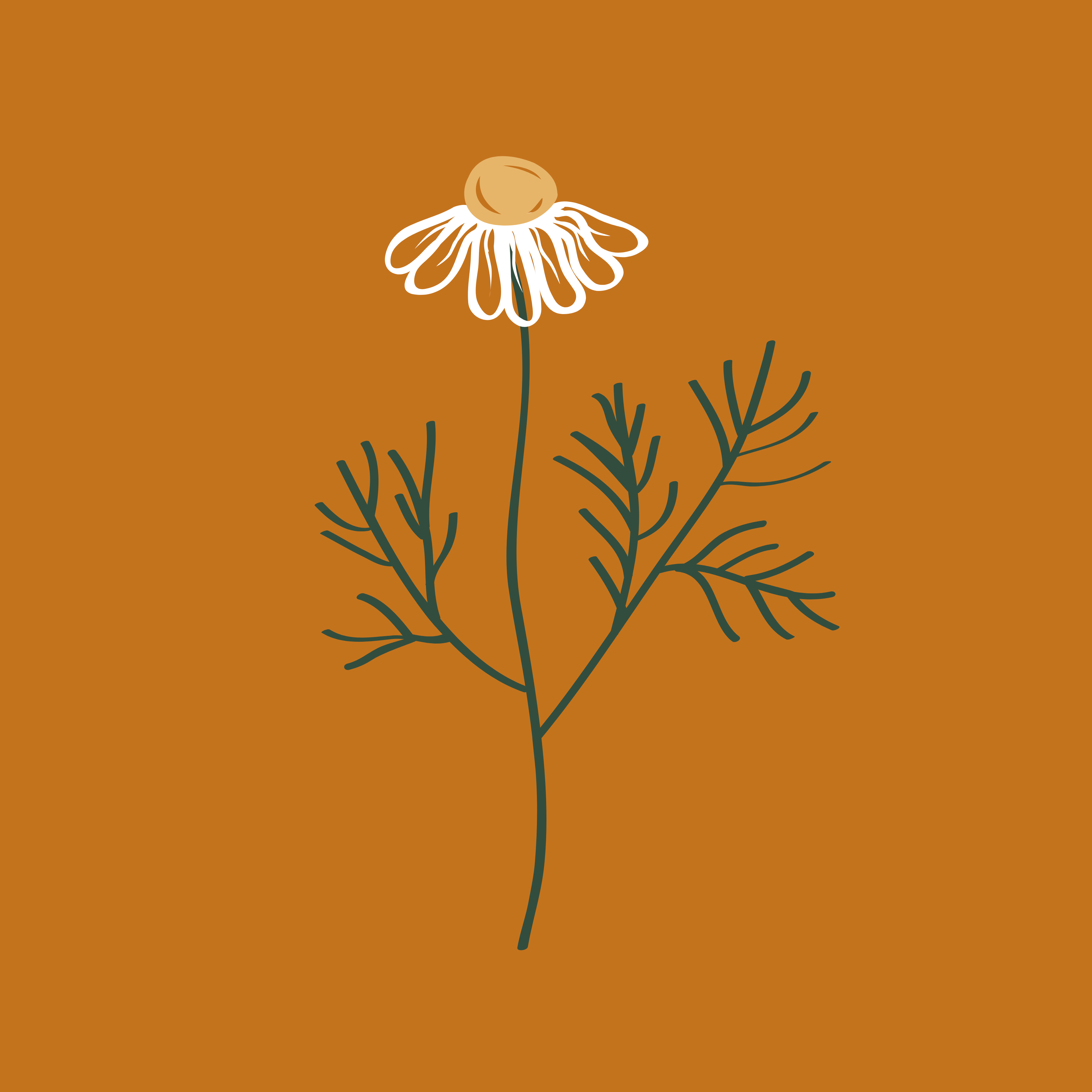 La Sage Camomille - Savons naturels, chandelles et plus